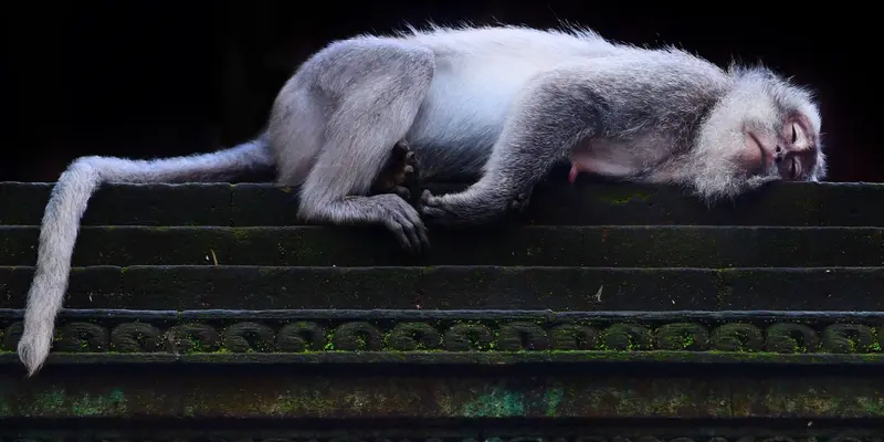 Perkampungan Monyet di Ubud