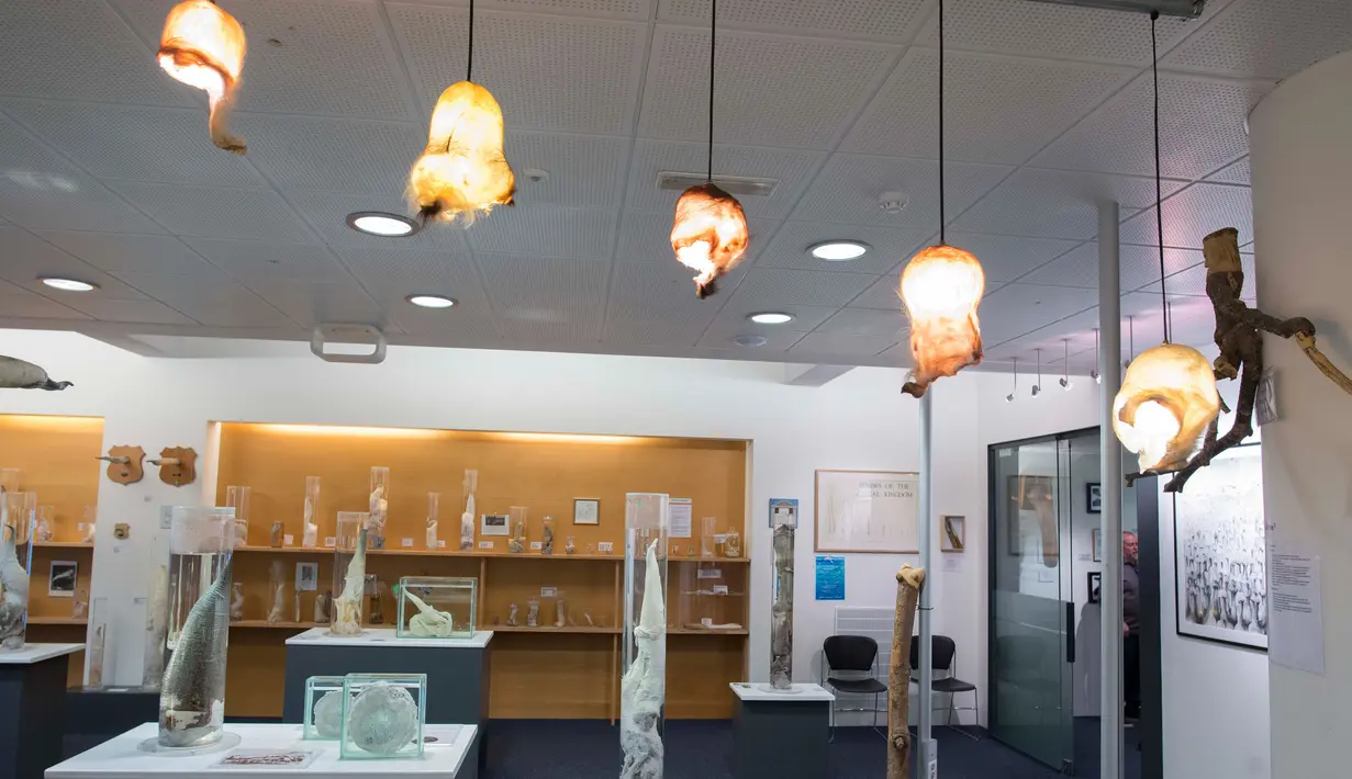 Berberapa koleksi penis yang sudah diolah yang ada di Museum Falologi Islandia, Reykjavik, Islandia (27/10). Dalam pengelolaannya museum harus cermat dan rutin mengecek formalin, proses pengeringan, dan penggaraman koleksi tersebut. (AFP/Halldor Kolbeins)