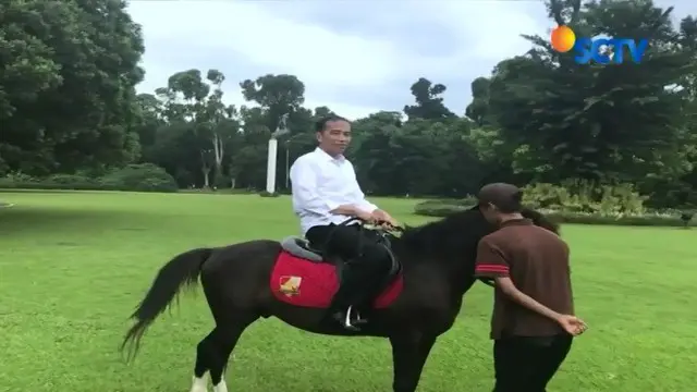 Jokowi bahkan tak canggung saat menunggang kuda kesayangannya. Kuda sandelwood ini merupakan salah satu pemberian warga NTT.