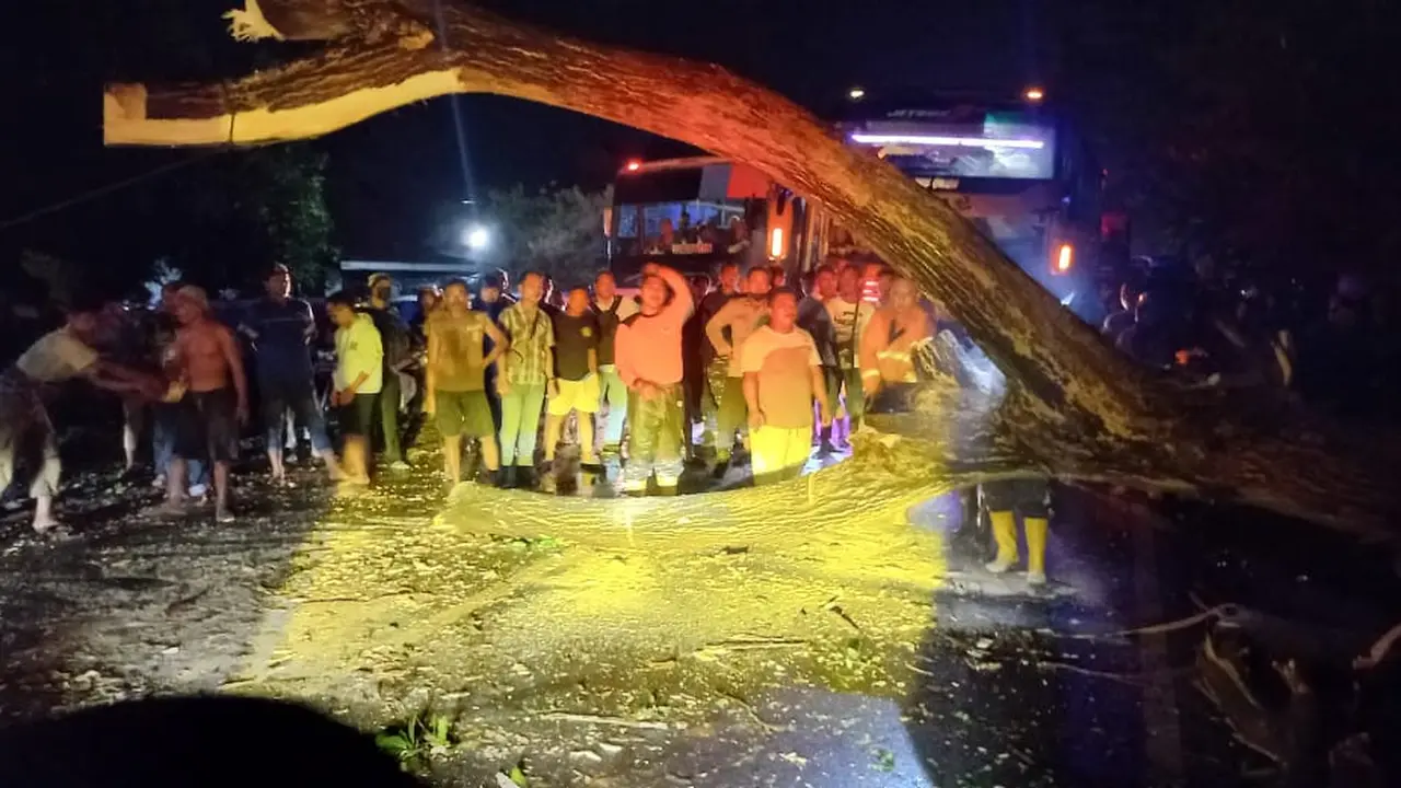 Proses pembersihan pohon tumbang akibat hujan lebat disertai angin kencang di Probolinggo (Istimewa)