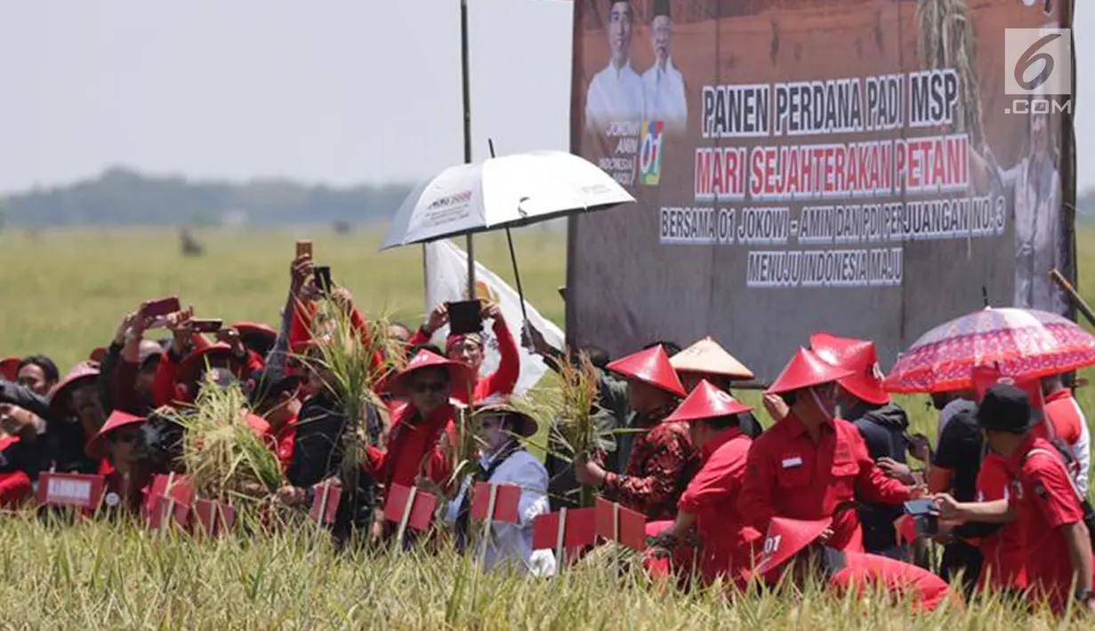 Ketua Umum PDI Perjuangan Megawati Seokarnoputri (tengah) saat panen raya padi MSP di Indramayu, Jawa Barat, Kamis (4/4). Bagi Megawati, penelitian di sektor pangan merupakan prasyarat penting tercapainya kedaulatan pangan. (Liputan6.com/HO/Iwan)