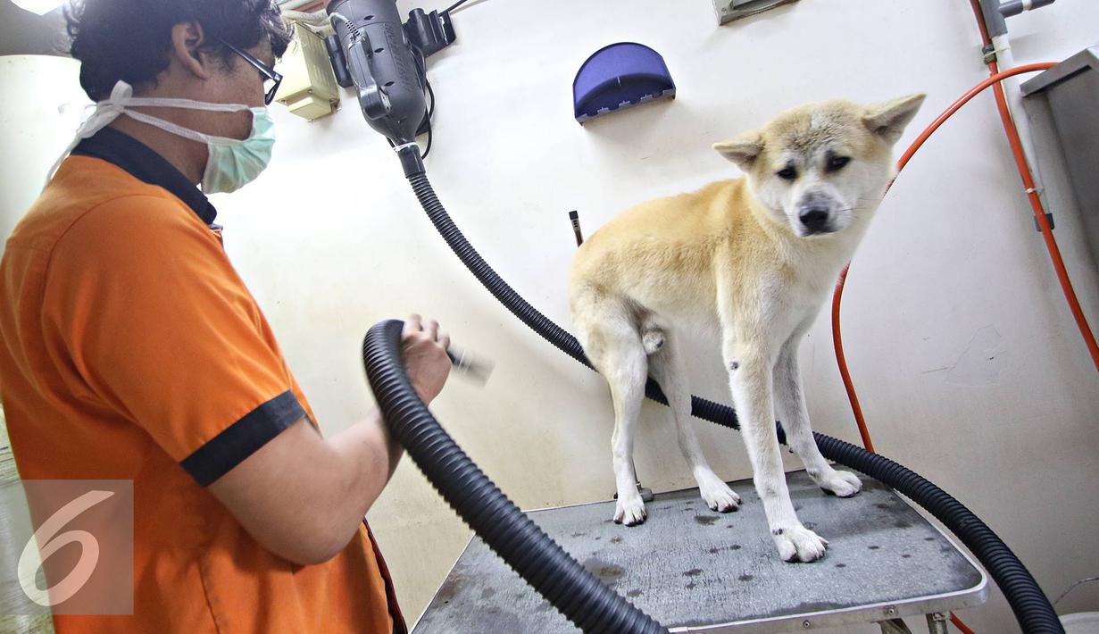 Anjing dan Kucing Padati Penitipan Hewan Jelang Lebaran 