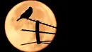 Seekor burung berdiri di atas antena saat bulan purnama di Roma (15/11/2016). (AFP PHOTO/TIZIANA FABI)