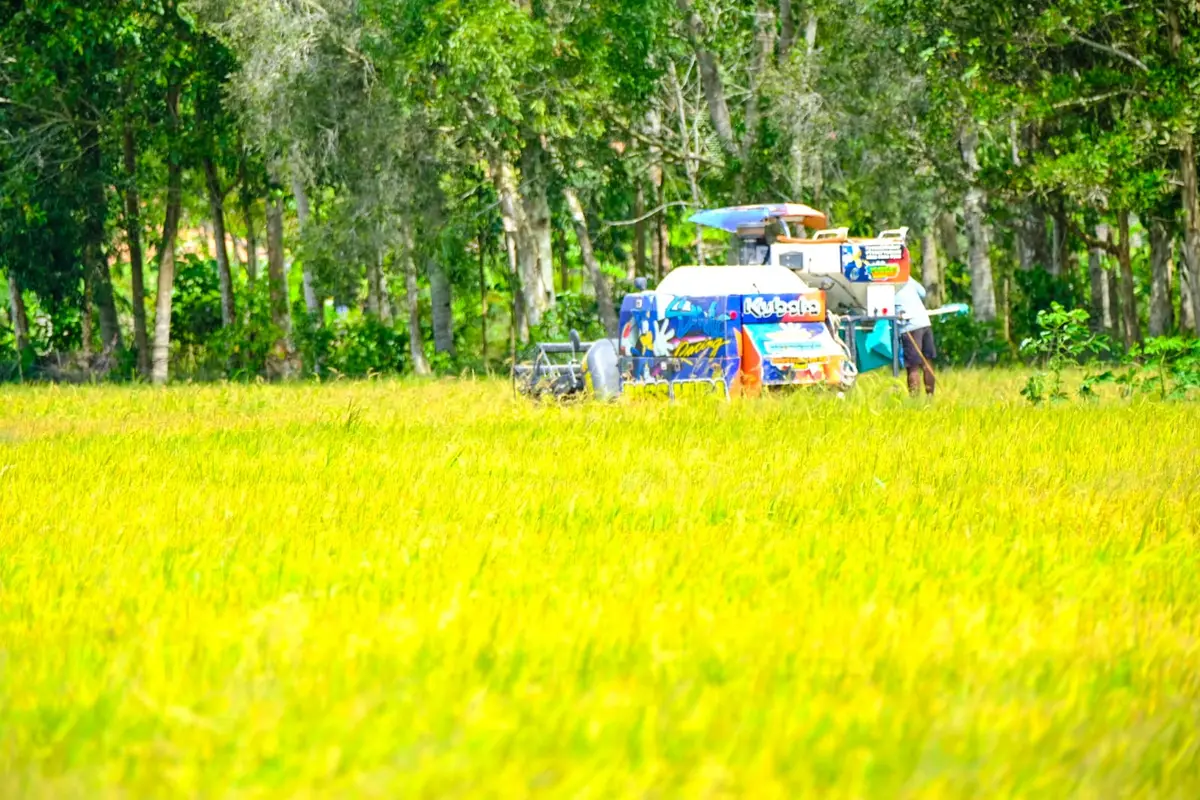 Produktivitas panen padi kedua petani di area sawah Desa Kedung Rawa Sidoarjo naik signifikan dibanding sebelumnya.