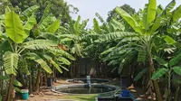 7 Ide Ternak Lele di Lahan Pekarangan dengan Pohon Pisang, Hemat Biaya dan Mudah Dipraktikkan