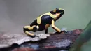 Oophaga Lehmanni kuning terlihat di pusat penangkaran katak Tesoros de Colombia di Cundinamarca, Kolombia, Selasa (23/4/2019). Sejak penangkaran ini mulai mengekspor ke AS harga katak jenis ini turun 50 persen di pasaran. (AP Photo/Fernando Vergara)