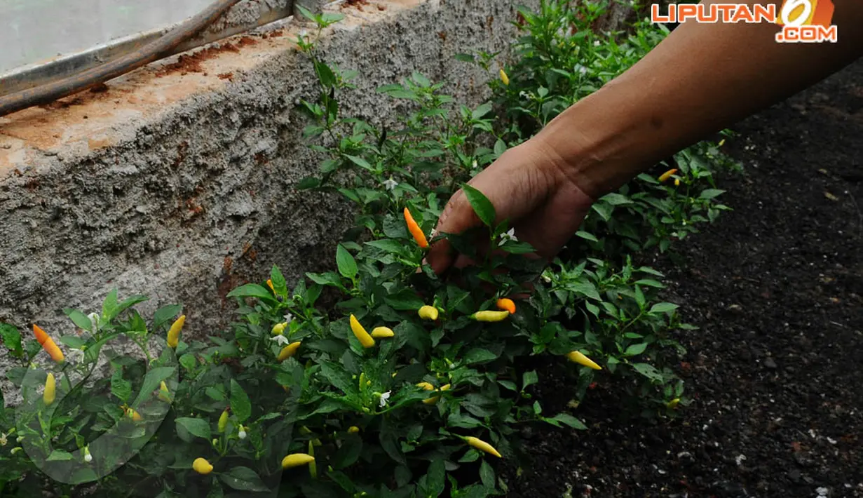 Seorang petani sedang memetik cabe rawit yang ditanam di Green House Marunda Hijau. (Liputan6.com/Andrian M. Tunay)