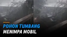 Nampak mobil berwarna putih sudah tertimpa pohon besar di tempat parkir.