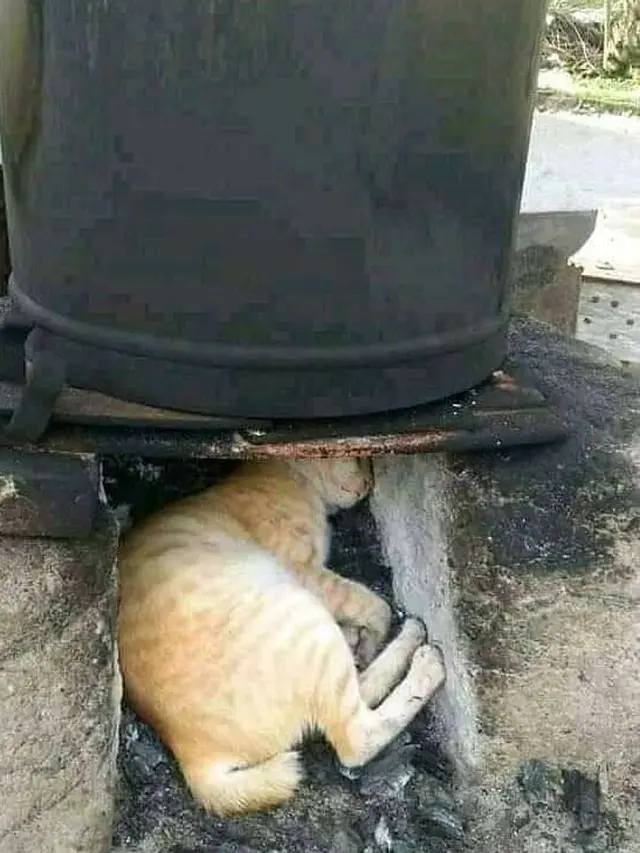 6 Lokasi Kucing Tidur Ini Tidak Biasa, Bikin Geleng Kepala
