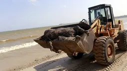 Petugas Pantai mengangkut bangkai sapi yang terdampar di pinggir Pantai Utara, Brazil, Selasa (13/10/2015).  Kapal Lebanon tersebut  membawa sekitar 5.000 ekor sapi dan  750 ton minyak yang tenggelam pelabuhan di kota Barcarena. (REUTERS/Tarso Sarraf)