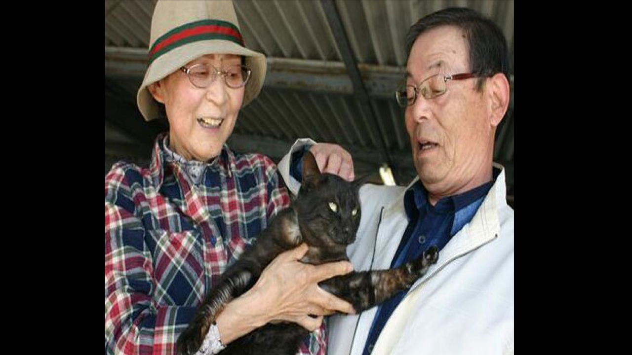 Kucing yang 3 tahun hilang usai tsunami Jepang pada 11 Maret 2011. (National Post)