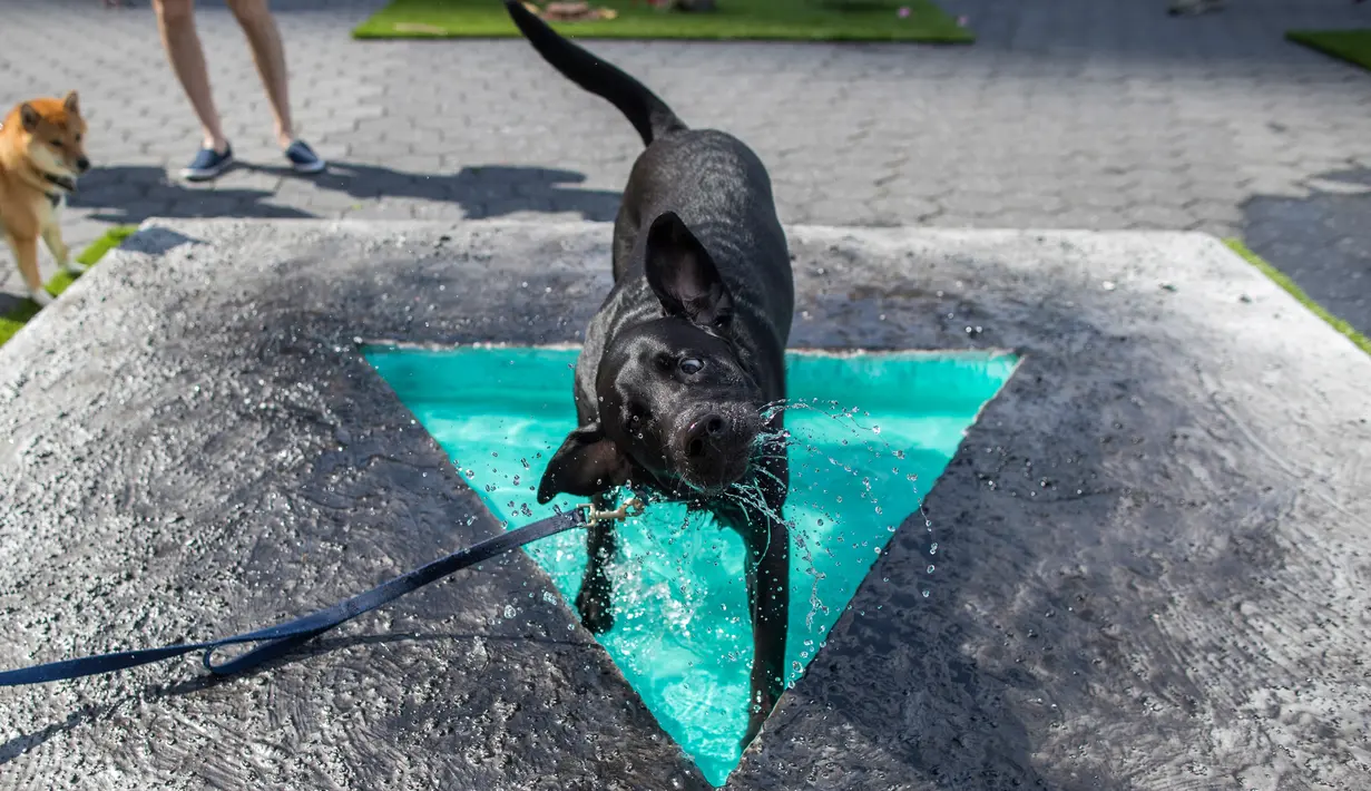 Anjing labrador hitam mendinginkan diri di instalasi seni bertajuk "Penumbra Oasis" karya Eleanna Anagnos pada pameran Dogumenta di Manhattan, 11 Agustus 2017. Pameran ini menampilkan 10 patung dan instalasi seni khusus untuk anjing. (AP/Mary Altaffer)
