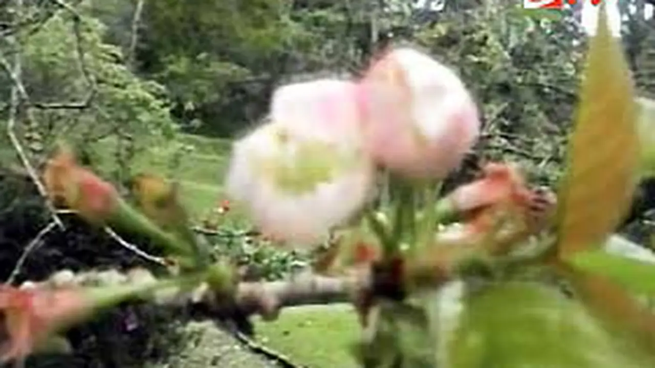 120103asakura.jpg