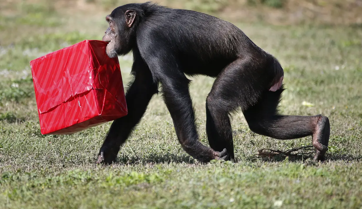 Seekor simpanse membawa hadiah Natal saat acara 'Christmas with the Chimps' di Lion Country Safari, Florida (22/12). Acara ini sudah menjadi tradisi di kebun binatang tersebut selama 20 tahun. (AFP PHOTO/Rhona Wise)