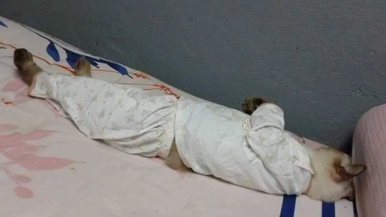 Potret Lucu Kucing Saat Pakai Baju Ini Bikin Cengar Cengir