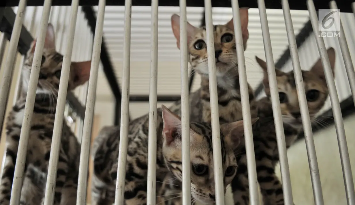 Sejumlah kucing peliharaan berada dalam kandang saat dititipkan di Hotel Kucing Mimo, Jakarta, Rabu (29/5/2019). Menjelang Hari Raya Idul Fitri atau Lebaran, Hotel Kucing Mimo mulai ramai didatangi calon pemudik yang menitipkan hewan kesayangannya. (merdeka.com/Iqbal Nugroho)