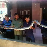 Ular sanca sepanjang 4 meter bikin warga Bandung, Jawa Barat, heboh bukan main! Darimana datangnya?