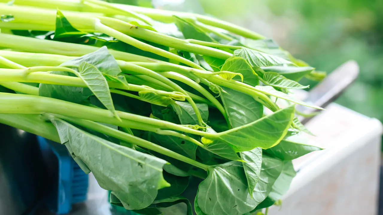 sayur kangkung