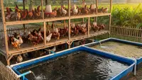 7 Jenis Ikan yang Cocok Dipelihara Dekat Kandang Ayam Rumahan, Panen Ganda dalam Satu Lahan