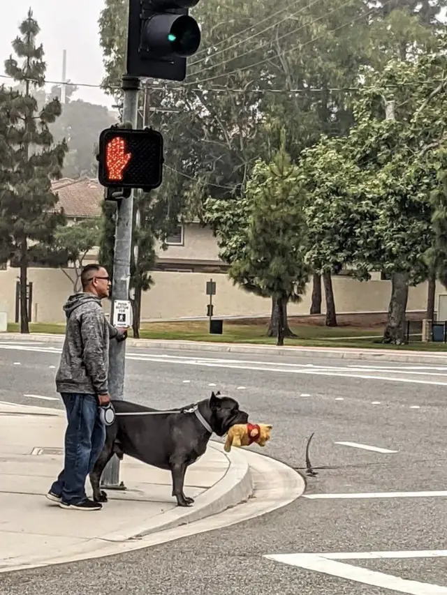 8 Momen Nyeleneh Orang Ajak Anjing Jalan-Jalan Ini Aksinya Kocak