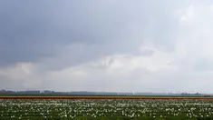 Deretan bunga tulip tumbuh di ladang berlatar belakang pembangkit listrik tenaga nuklir dan kincir angin di Meerdonk, Belgia pada Senin, 25 April 2022. Banyak tulip di Belgia yang dibudidayakan hanya untuk umbinya. (AP Photo/Virginia Mayo)