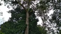 Pohon induk tunggal Durian Perwira nama asli dari Durian Sinapeul diklaim hanya ada di Kabupaten Majalengka Jawa Barat dan sudah tercatat di Kementerian Pertanian. (Liputan6.com / Panji Prayitno)