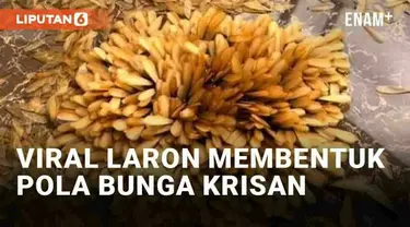 Seorang warganet membagikan momen unik saat laron muncul di musim pancaroba kini. Alih-alih beterbangan secara acak, perekam mendapati laron berkumpul dalam posisi tidak biasa di teras rumahnya. Laron berkumpul di beberapa titik terpusat hingga terbe...