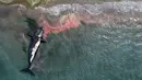 Seekor paus mati ditarik dari pantai dekat Puerto Madryn, Argentina, Selasa (4/10/2022). Ilmuwan berpikir penyebab kematian mamalia ini disebabkan mikroalga, mikroorganisme bersel satu yang sangat banyak dijumpai di perairan besar. (AP Photo/Maxi Jonas)