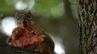 Di dalam video berdurasi 49 detik yang diambil oleh Chris Weeden itu, terlihat si tupai sedang berusaha membawa pizza curiannya (google.com)