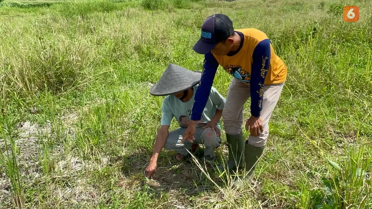 Ketua Mitra Air Desa Ciheulang Tonggoh, Dedi bersama petani, saat menunjukan lahan pertanian yang terlantar akibat tidak terlairi air di Desa Karangtengah, Kecamatan Cibadak, Kabupaten Sukabumi. (Liputan6.com/Fira Syahrin).