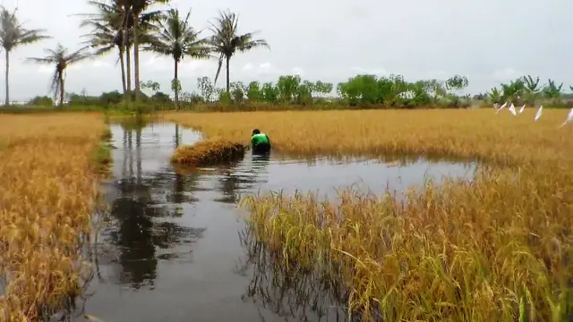 Rawan Banjir Rob, Warga Cianjur Diminta Jauhi Pantai