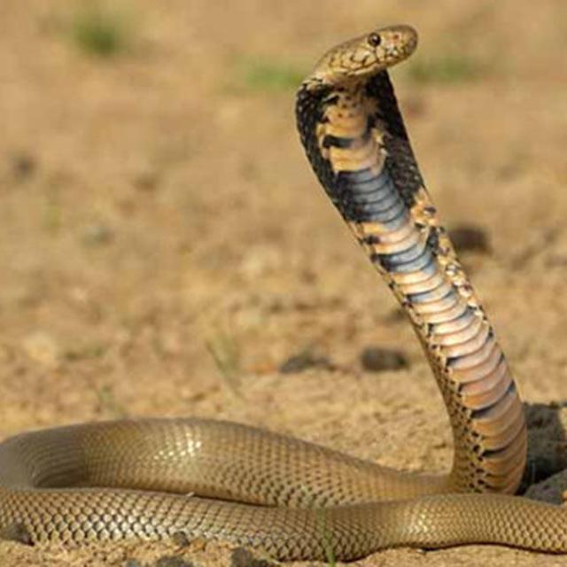 Gambar Ular King Cobra Keren