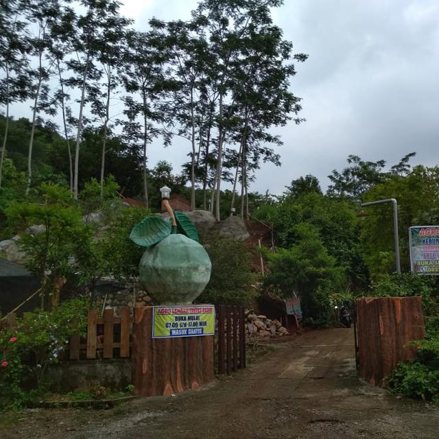 Pagi Pagi Pesta Buah Di Lembah Tretes Kediri Regional Liputan6 Com