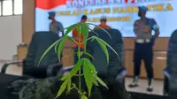 MF (54) dan SH (42), warga Kecamatan Ciomas, Kabupaten Bogor, ditangkap Satreskoba Polres Bogor karena menanam ganja di rumahnya. (Liputan6.com/Achmad Sudarno)