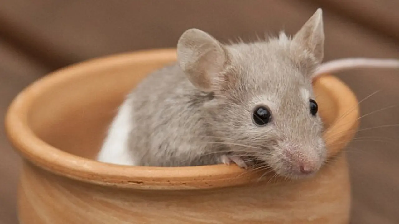 Ilustrasi tikus. (Daily Mail)