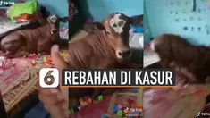 Rebahan ternyata tidak hanya disukai oleh manusia. Seperti yang ada di video satu ini, sapi tercyduk rebahan di kasur.