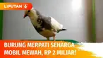 Burung merpati bernama Rampok ini ternyata memiliki harga yang fantastis seharga mobil mewah lho, Rp 2 miliar. Rampok sudah jadi juara balapan merpati kolong di berbagai kota.