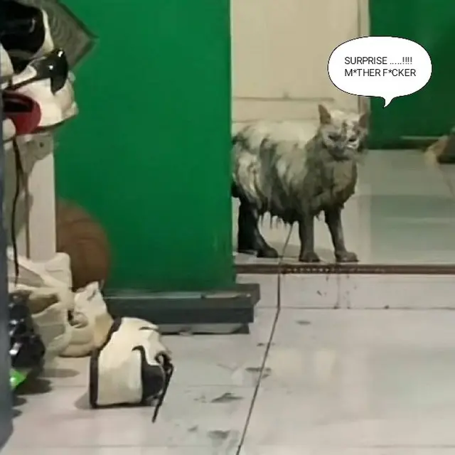 6 Meme Kucing Usai Kecebur Got Kocak, Pemilik Hanya Bisa Elus Dada