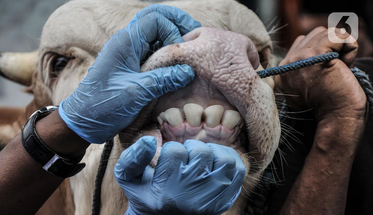 Tim dokter dari Suku Dinas Ketahanan Pangan Kelautan dan Perikanan (KPKP) Jakarta Timur saat memeriksa kesehatan hewan kurban di salah satu tempat penjualan di Jalan I Gusti Ngurah Rai, Jakarta, Kamis (15/7/2021). (merdeka.com/Iqbal S. Nugroho)