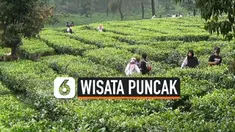 thumbnail wisata puncak
