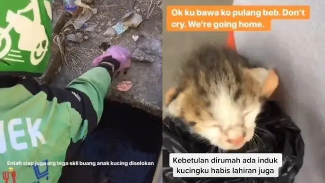 Aksi Ojol Selamatkan Kucing