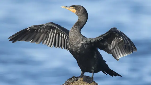 Burung Kormoran yang Tidak Bisa Terbang