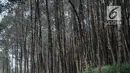 Sejumlah mobil offroad 4x4 klasik Land Rover melewati hutan pinus menuju trek Sukawana-Cikole di Kab Bandung Barat, Jawa Barat, Jumat (19/10). Wisata offroad ini menjadi salah satu destinasi wisata yang dapat memacu adrenalin. (Liputan6.com/Faizal Fanani)