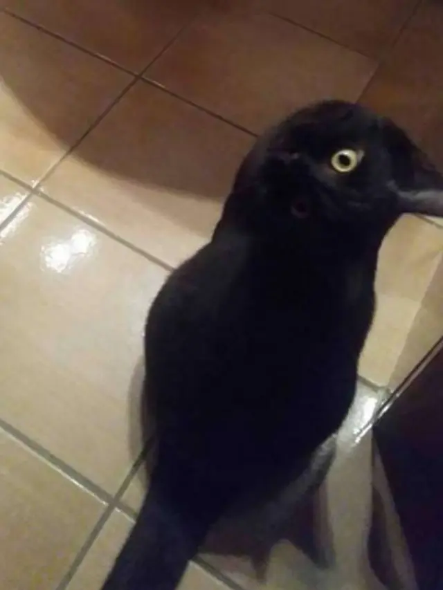6 Ilusi Optik Kucing Hitam Ini Bikin Bingung, Perlu Kucek Mata