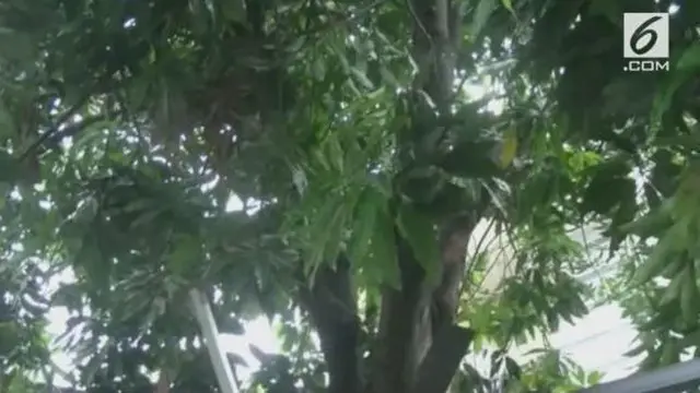 Seorang pria tewas saat menebang pohon di depan rumahnya.
