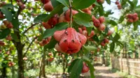 7 Cara Mengatasi Lalat Buah pada Jambu Air agar Buah Tidak Busuk, Panen Jadi Bagus
