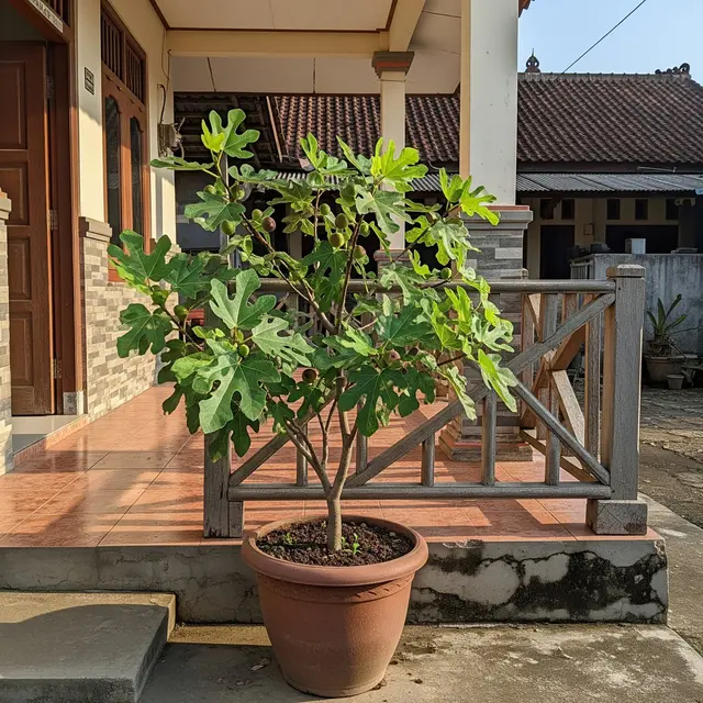 9 Pohon Buah Mini yang Tingginya Tidak Sampai 1 Meter Cocok untuk Rumah Kecil