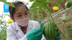 Seorang mahasiswa pascasarjana memantau pertumbuhan semangka di dalam rumah kaca di sebuah pusat pengajaran dan riset Universitas Pertanian Shenyang selama liburan musim panas di Shenyang, Provinsi Liaoning, China timur laut, 3 Agustus 2020. (Xinhua/Yang Qing)