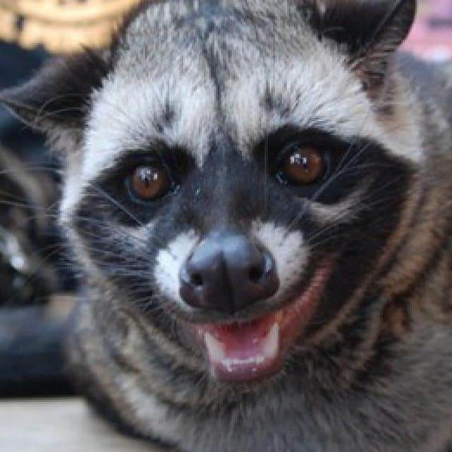 Daftar Harga Musang Pandan Bulan November 2021 Terbaru