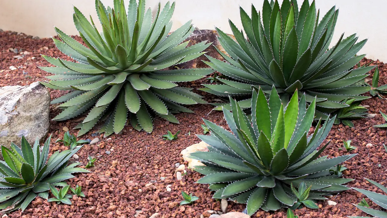 Tanaman Agave/Photo by Aopsan on Freepik